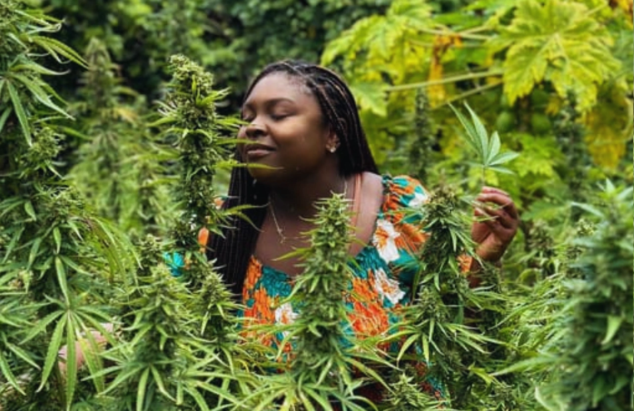 Weed Farm Tour - Montego Bay